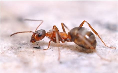 2024兔子 家里突然出现很多蚂蚁